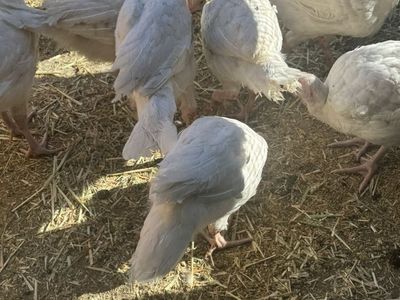Young Meat Turkeys
