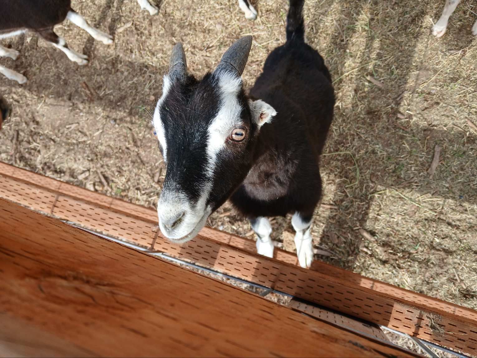 Lamancha Kids