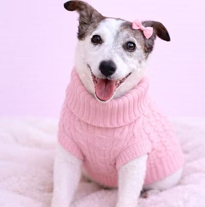 Cady - Jack Russell Terrier - Available for Adoption