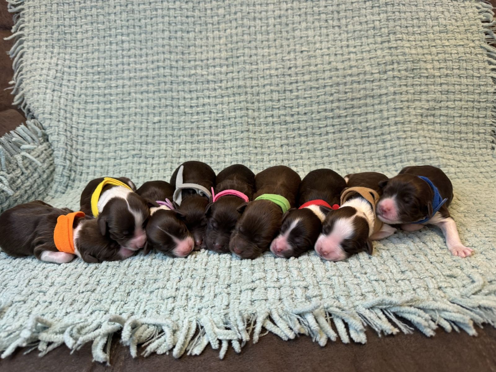 AKC Portuguese Water Dogs