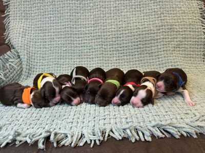 AKC Portuguese Water Dogs