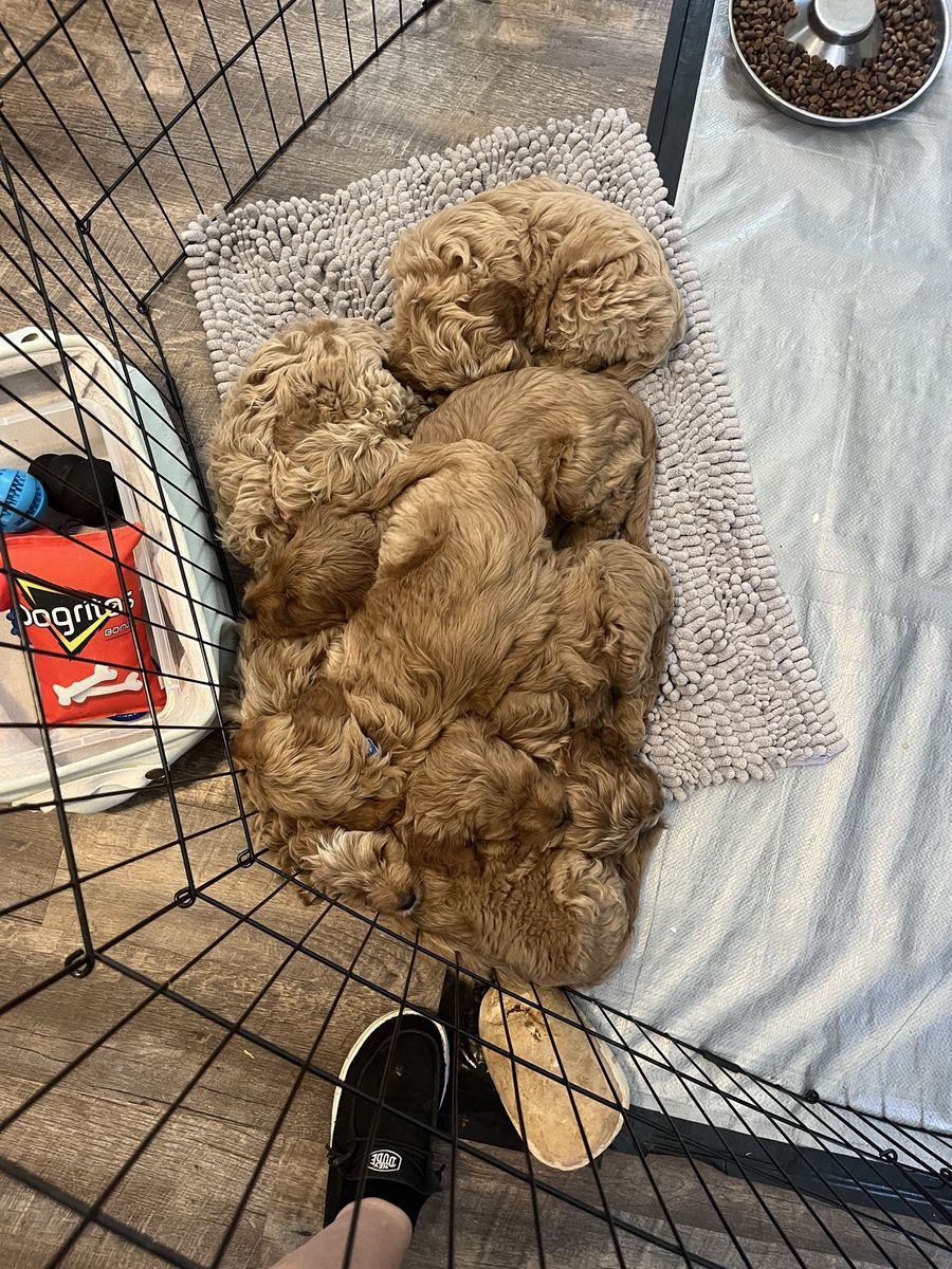 3 sweet babies remain from this litter of 7! 8 and a half weeks old and ready for their forever homes! 1 female, 2 males