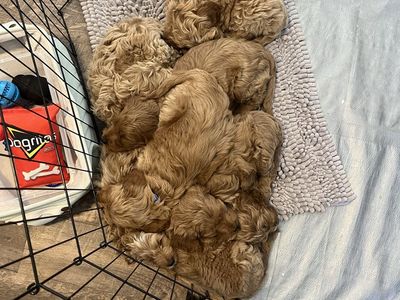 3 sweet babies remain from this litter of 7! 8 and a half weeks old and ready for their forever homes! 1 female, 2 males