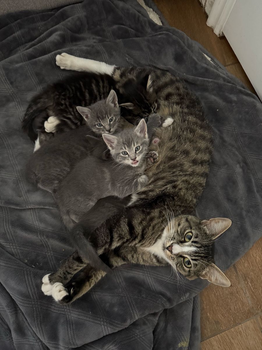 3 kittens