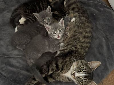 3 kittens