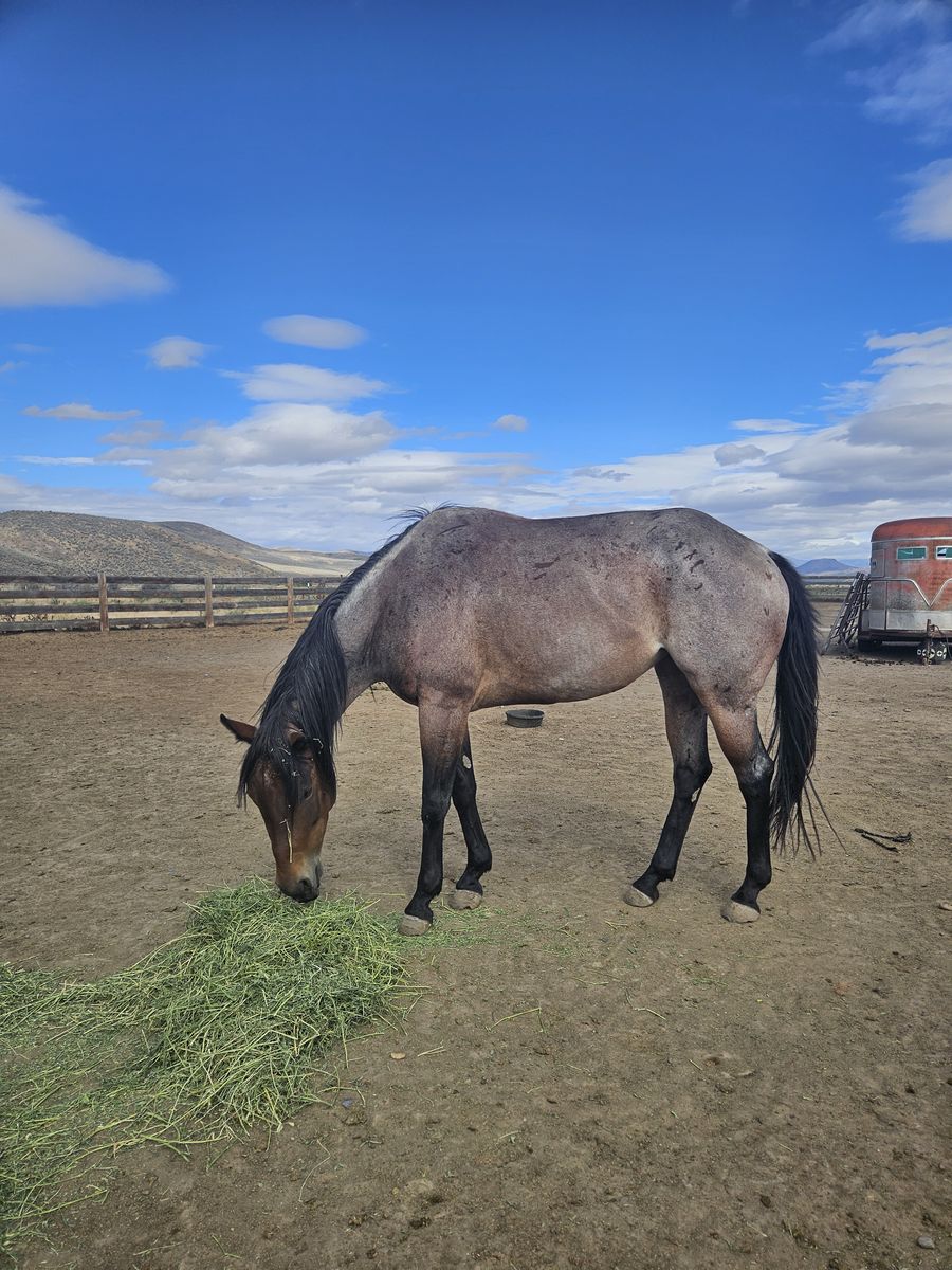 AQHA bay roan