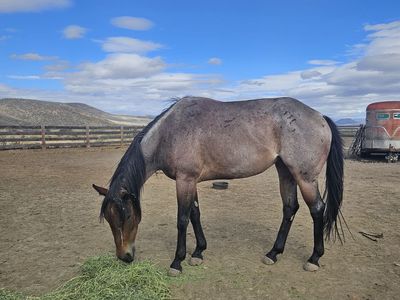 AQHA bay roan