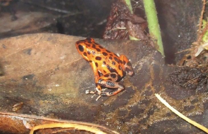 Oophaga pumilio Bastimentos dart frogs 