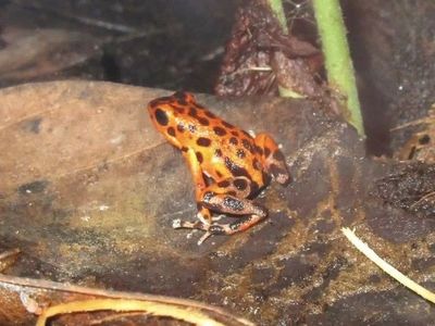 Oophaga pumilio Bastimentos dart frogs