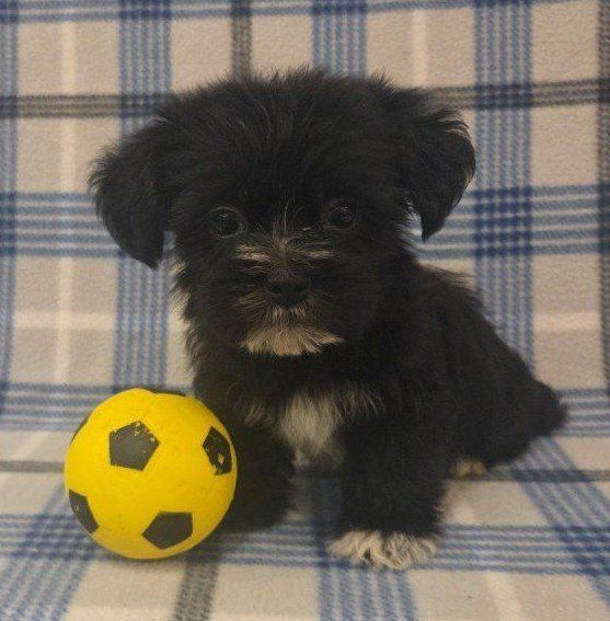 Adorable Shih Tzu / Yorkie (Shorkie) Puppies