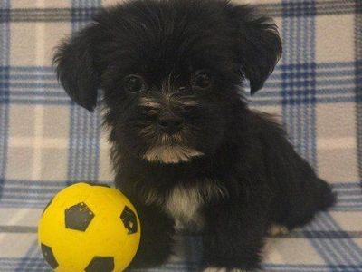 Adorable Shih Tzu / Yorkie (Shorkie) Puppies