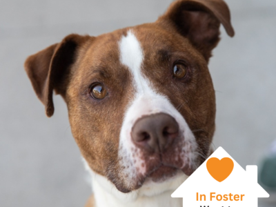 Hello my name is Dino