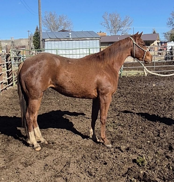 3 Year Old AQHA Mare