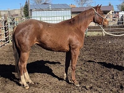 3 Year Old AQHA Mare