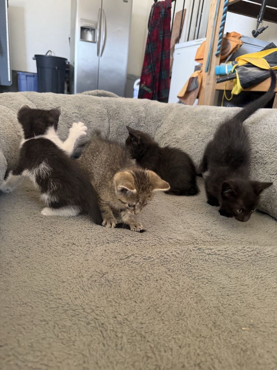 Kittens