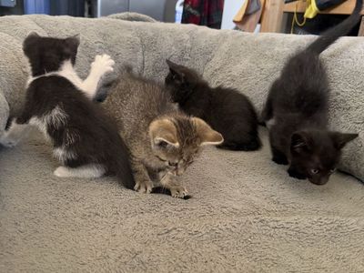 Kittens