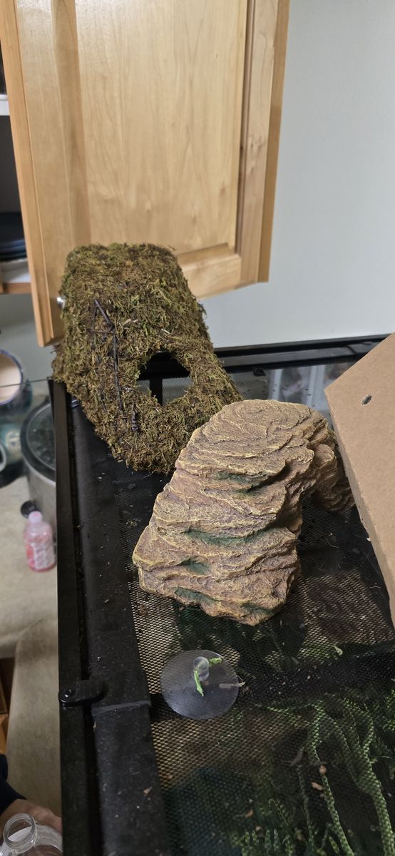 Snake hides
