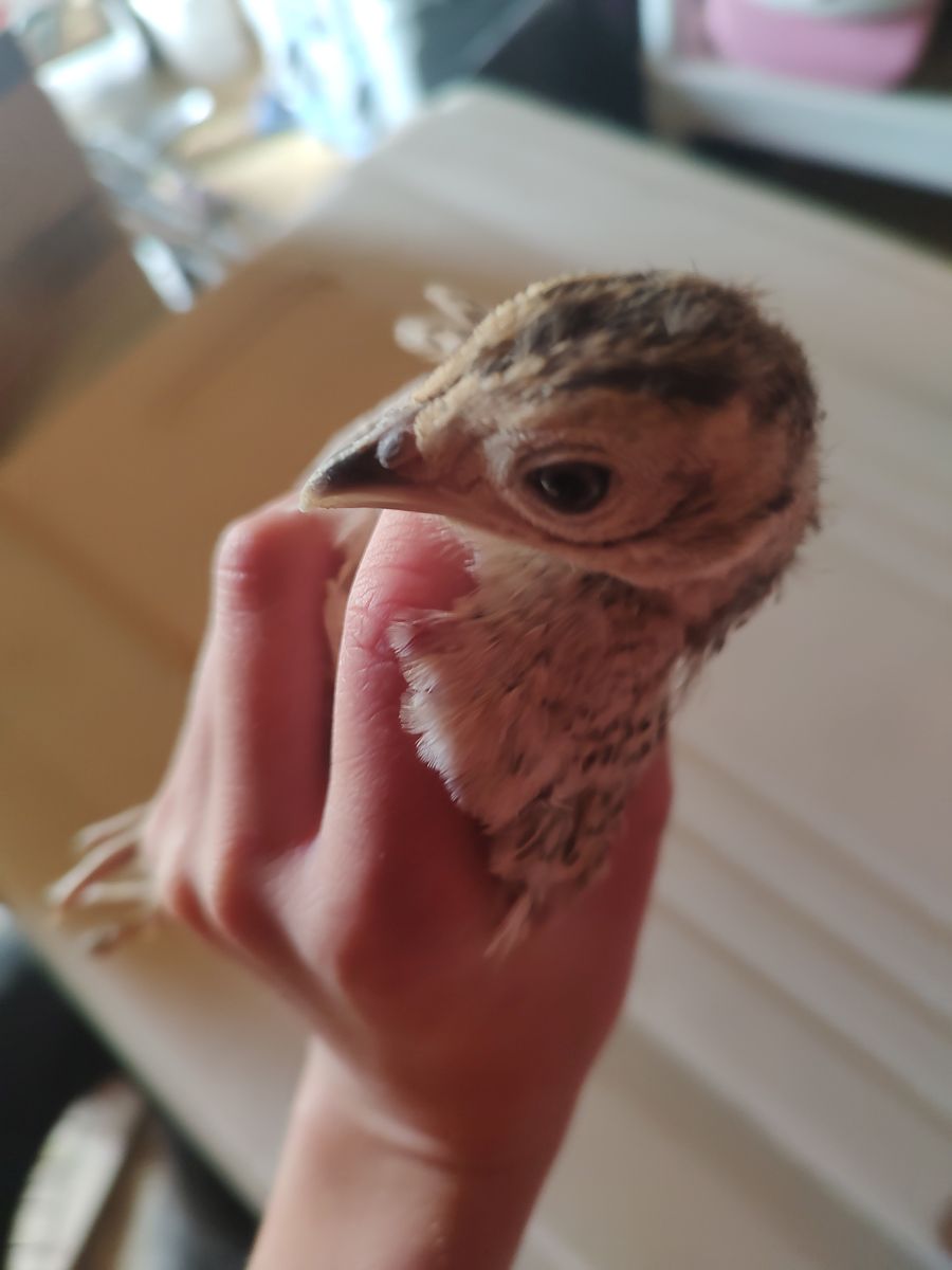 Pheasant chicks for sale