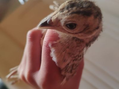 Pheasant chicks for sale
