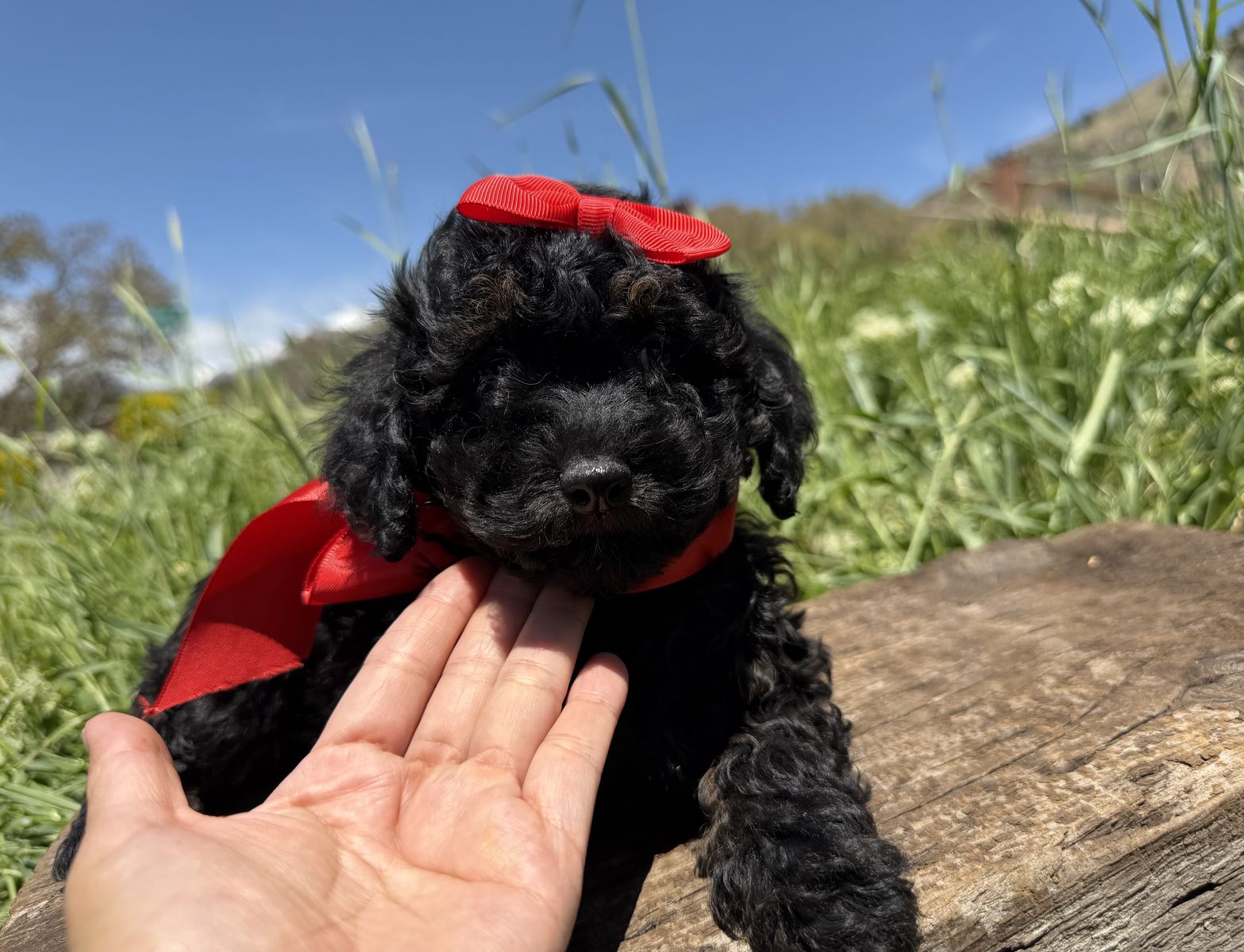 Akc miniature poodle