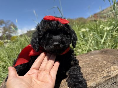 Akc miniature poodle