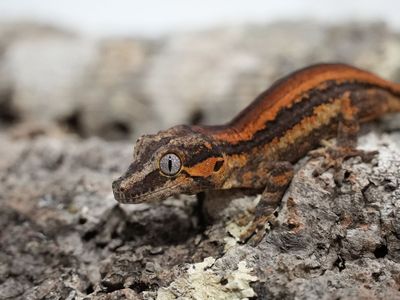 Bacon Red Stripe Gargoyle Gecko (Juvenile)