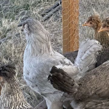 Lavender Ameraucana & Americana Cockerels