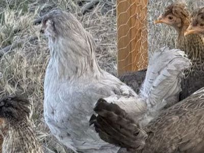 Lavender Ameraucana & Americana Cockerels