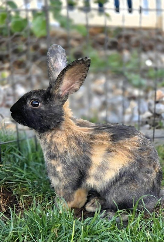 Japanese Harlequin Bunny Rabbit Kits