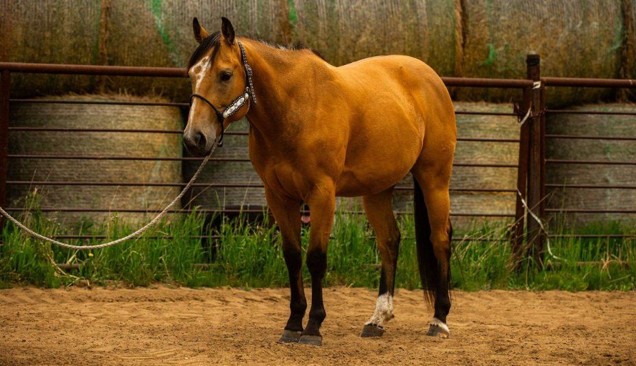 5-yr old AQHA buckskin rope gelding 