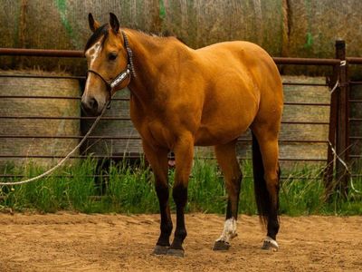 5-yr old AQHA buckskin rope gelding