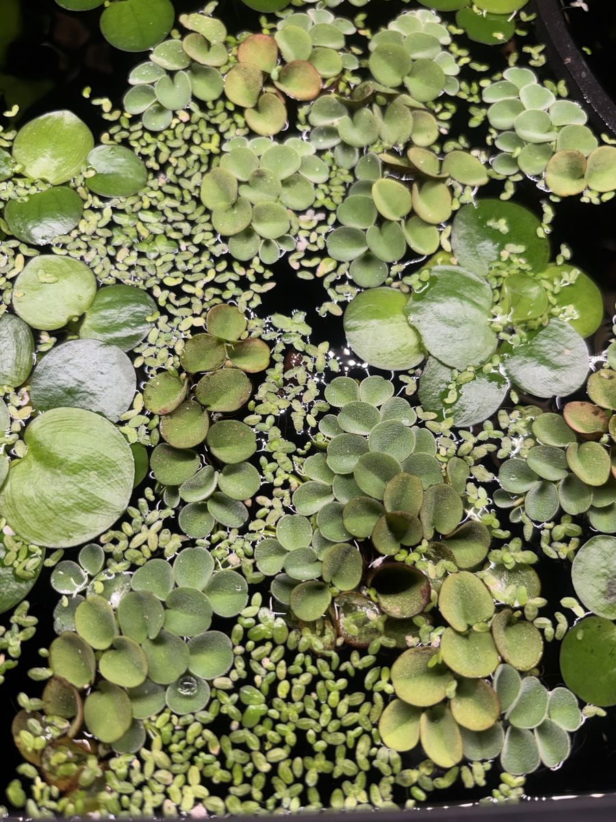 Aquarium Plants // Houseplant Clippings
