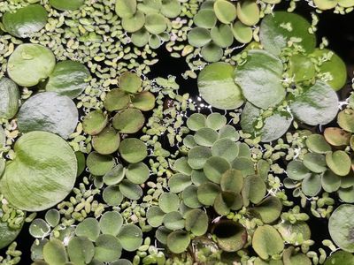 Aquarium Plants // Houseplant Clippings