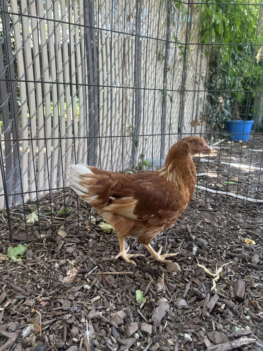 3 Pullets for Sale $55
