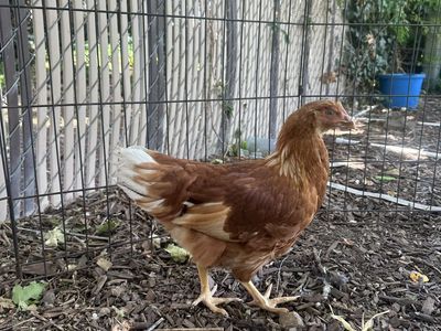 3 Pullets for Sale $55