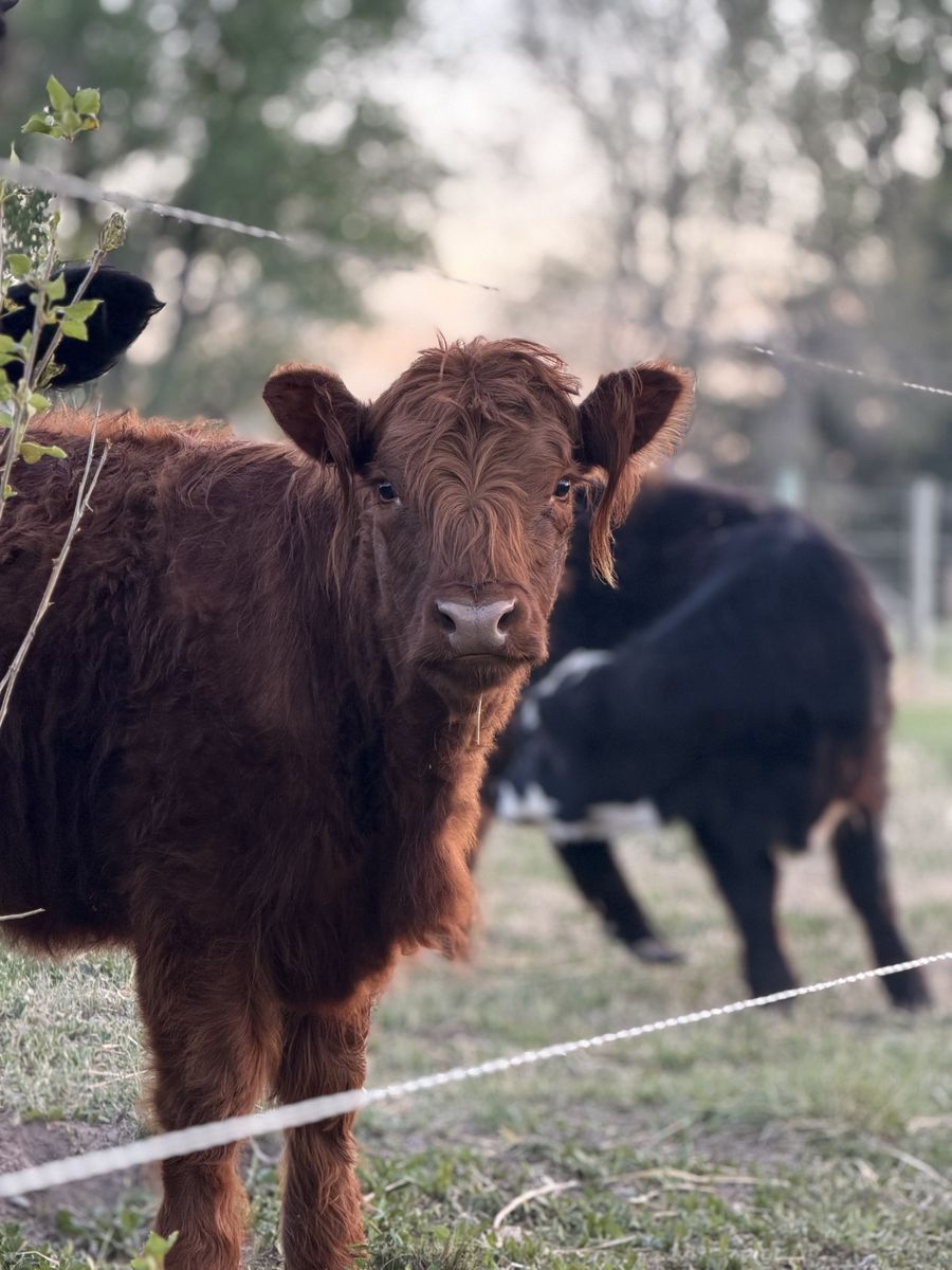 Highland Yearling Heifer