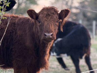 Highland Yearling Heifer