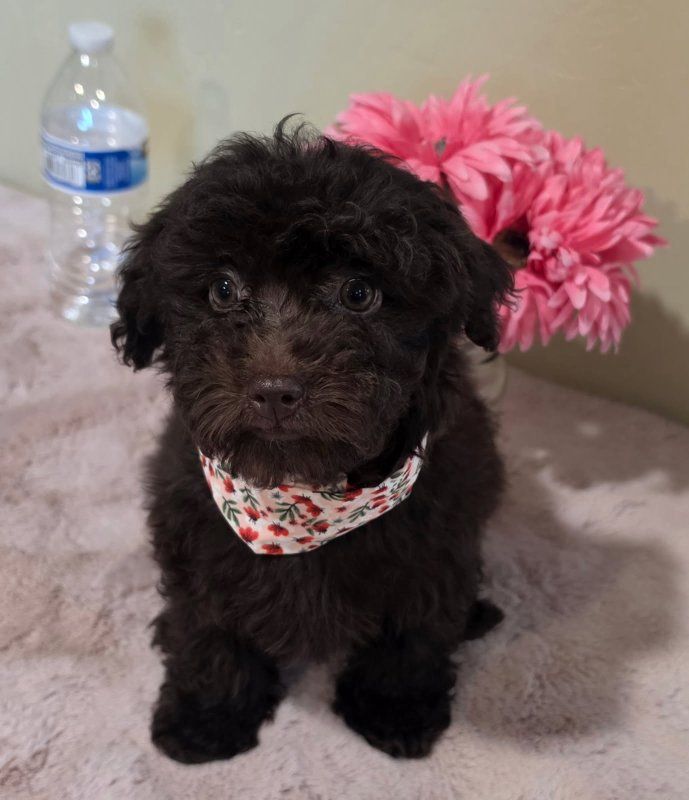 gorgeous chocolate brown maltipoo puppie