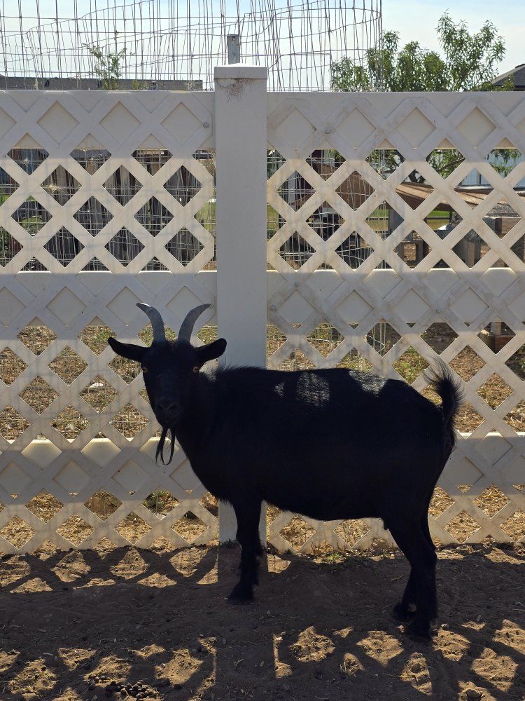 black Nigerian dwarf doe