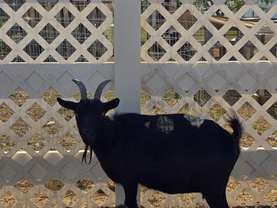 black Nigerian dwarf doe