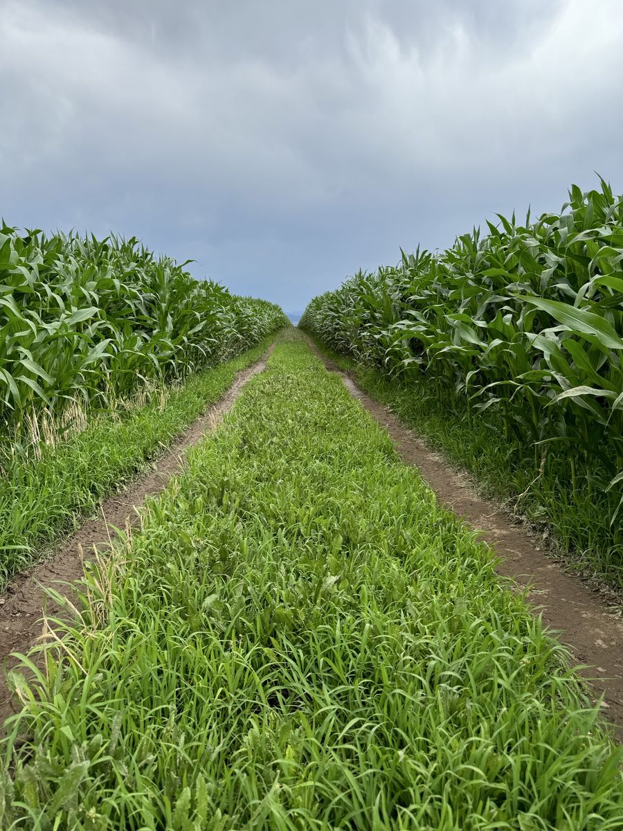 In search of land to lease