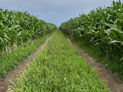 In search of land to lease