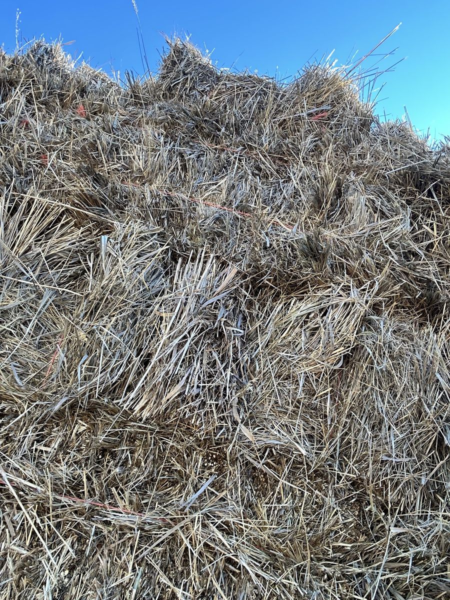 Grass hay