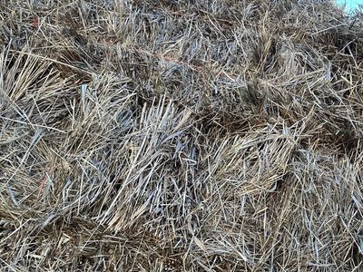 Grass hay