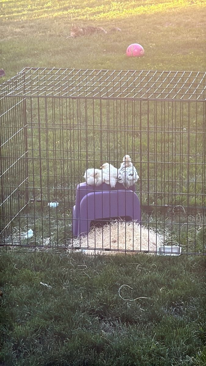 Rare Dominant White Ermine Ameraucana Female Chicks