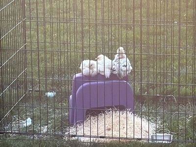 Rare Dominant White Ermine Ameraucana Female Chicks