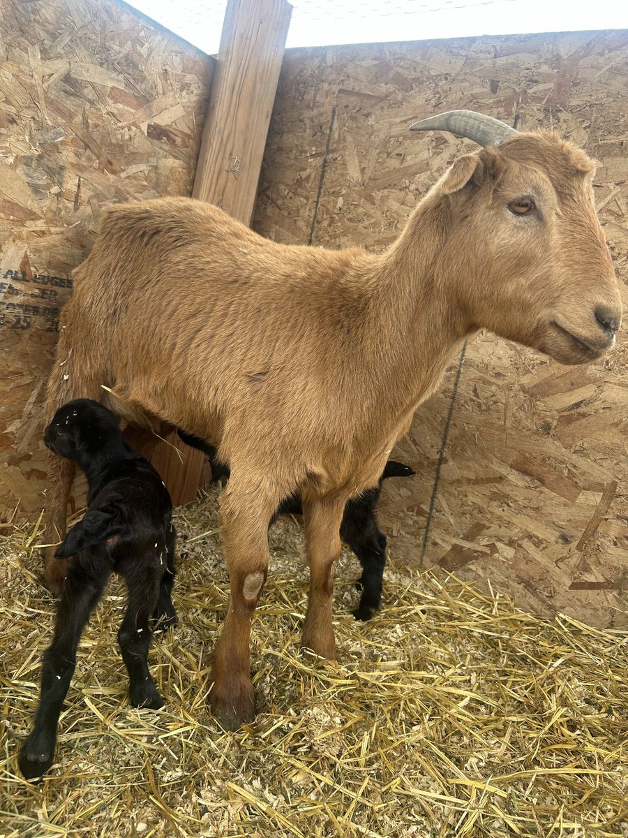 Lamancha goat and babies
