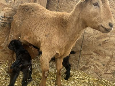 Lamancha goat and babies