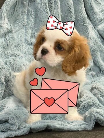️Cavalier King Charles Mr  Milo - Financing OAC