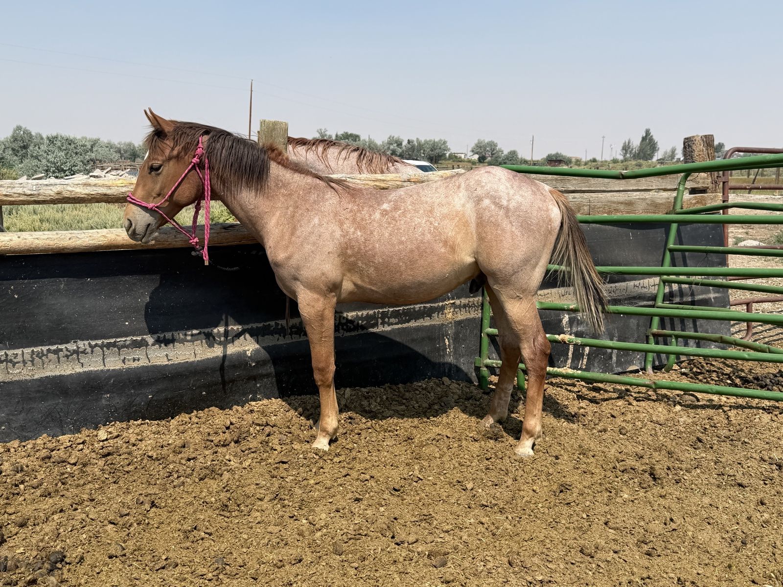 Red Roan 1/4 draft yearling